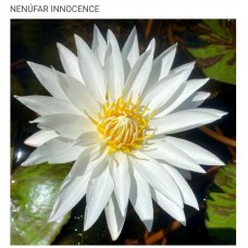 N. INNOCENCE N. INNOCENCE